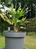 trachycarpus fortunei. winterhard, Tuin en Terras, Planten | Tuinplanten, Ophalen, Bloeit niet, Overige soorten, Volle zon