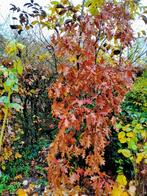 bomen en planten, Tuin en Terras, Ophalen, Bloeit niet, Halfschaduw, Overige soorten