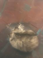 chinese dwerghamster, Ophalen, Zo goed als nieuw, Overige typen