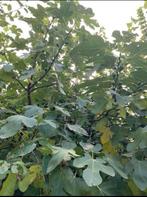 Vijgenboom / grote vijgenboom, Tuin en Terras, Planten | Fruitbomen, Ophalen, Vijgenboom