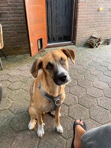 Zeer veel spoed voor Loki is in Nederland  beschikbaar voor biedingen