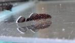 L181 ancistrus, Dieren en Toebehoren, Vissen | Aquariumvissen, Vis