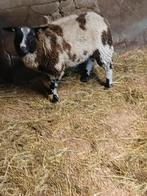 bonte schapen ram, Dieren en Toebehoren, Schapen, Geiten en Varkens, Mannelijk, Schaap
