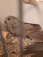 Beige kakarikies poppen, Dieren en Toebehoren, Vogels | Parkieten en Papegaaien, Vrouwelijk, Dwergpapegaai of Agapornis, Tam