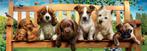 Educa - Puppies op de Bank - 1000 stukjes  Panorama, Ophalen of Verzenden, 500 t/m 1500 stukjes, Nieuw, Legpuzzel