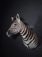 zebra opgezette taxidermy shouldermount zebra afrika, Ophalen, Gebruikt, Hert, Gewei of Kop
