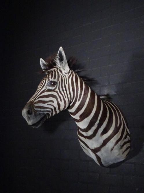zebra opgezette taxidermy shouldermount zebra afrika, Verzamelen, Dierenverzamelingen, Gebruikt, Gewei of Kop, Hert, Ophalen