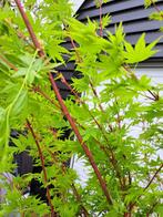 Acer palmatum 'Japanese Sunrise' Japanse esdoorn, Ophalen, Halfschaduw, Overige soorten, 100 tot 250 cm
