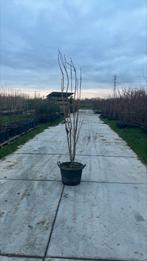 Prunus amanogawa zuilvormige Japanse sierkers, Tuin en Terras, Planten | Bomen, In pot, Halfschaduw, Lente, Overige soorten