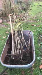 Rosa rugosa planten, Ophalen of Verzenden, Overige soorten, Minder dan 100 cm