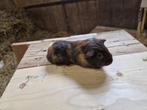 Mooie cavia, mannetje, Dieren en Toebehoren, Mannelijk, Cavia, Na 1 juli 2024