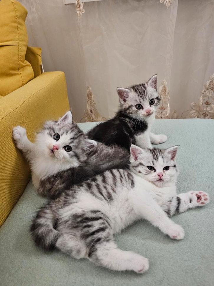 2 Schattige Kittens op zoek naar een liefdevol thuis!, Dieren en Toebehoren, Katten en Kittens | Raskatten | Korthaar, Meerdere dieren