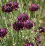 Zaden korenbloem black ball, Ophalen of Verzenden, Voorjaar, Volle zon, Zaad