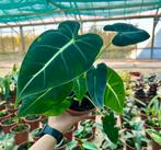 Alocasia Frydek - Groene Velvet - P14, Overige soorten, In pot, Minder dan 100 cm, Groene kamerplant