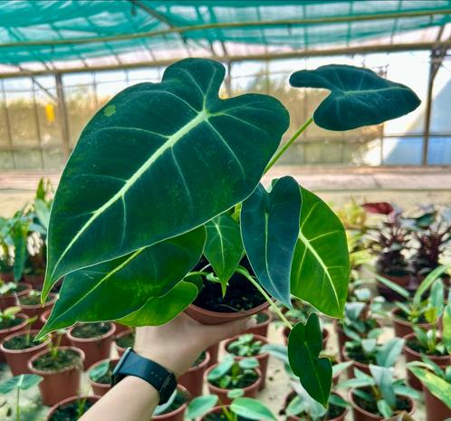 Alocasia Frydek - Groene Velvet - P14, Huis en Inrichting, Kamerplanten, Overige soorten, Minder dan 100 cm, Groene kamerplant