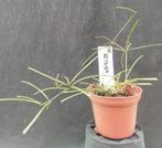 Hoya retusa, Overige soorten, In pot, Minder dan 100 cm, Bloeiende kamerplant