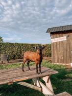 Jong dwerggeitje, Dieren en Toebehoren, Vrouwelijk, Geit, 0 tot 2 jaar
