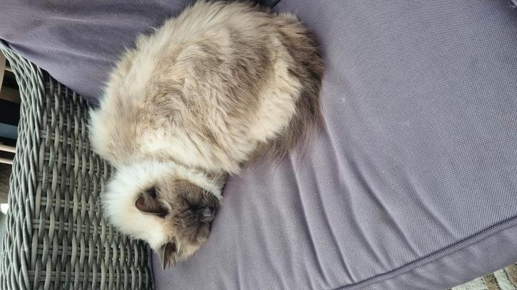 liefdevol nieuw thuis gezocht voor 3 raskatten, Dieren en Toebehoren, Katten en Kittens | Raskatten | Korthaar, Meerdere dieren