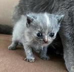 Britse Korthaar Kittens, Dieren en Toebehoren, Katten en Kittens | Raskatten | Korthaar, Meerdere dieren, Ontwormd, 0 tot 2 jaar