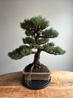 Pinus Parviflora Bonsai, Ophalen, Bloeit niet, Halfschaduw, Overige soorten