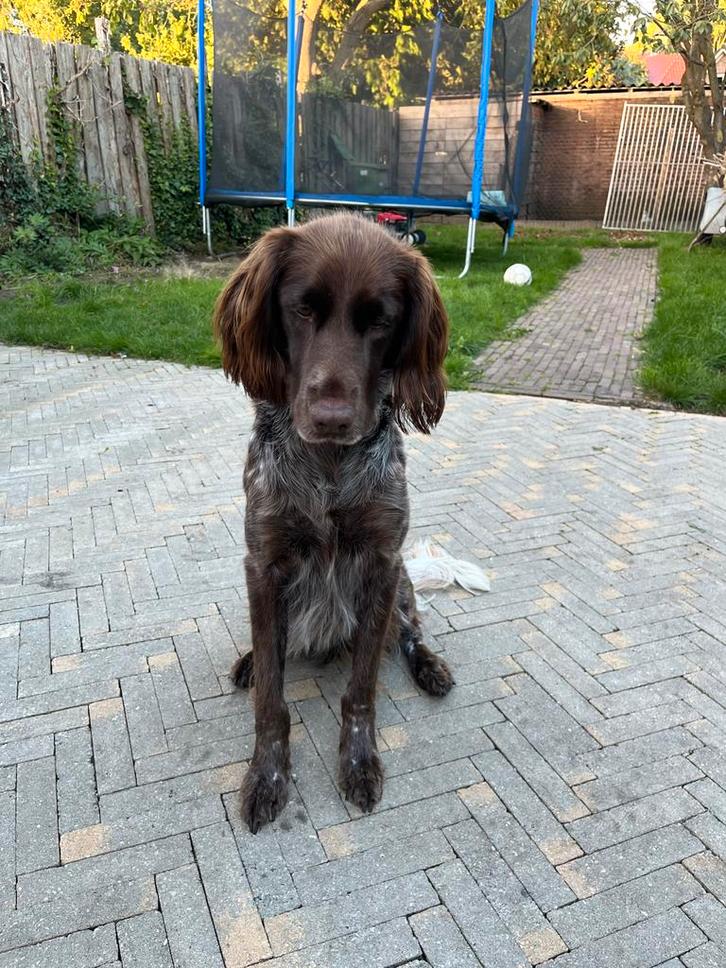 Heidewachtel gratis zoekt nieuw baasje, Dieren en Toebehoren, Honden | Niet-rashonden, Middel, Reu, Particulier, Eén hond, Nederland