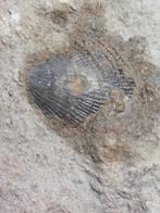 Mooi trilobiet/brachiopode fossiel, Ophalen of Verzenden, Fossiel