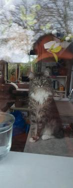 Lieve Noorse/Ragdoll poesje, Dieren en Toebehoren, Poes, Gechipt, 0 tot 2 jaar