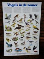 2 oude schoolplaten met vogels, Antiek en Kunst, Antiek | Schoolplaten, Ophalen of Verzenden, Natuur en Biologie