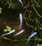 Japanse rijstvisjes, Dieren en Toebehoren, Vis