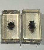 Insecten in acrylhars, Ophalen of Verzenden, Nieuw, Opgezet dier