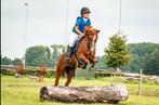 D pony 8 jarige ruin, Dieren en Toebehoren, Pony's, B, Gechipt, Ruin, Springpony
