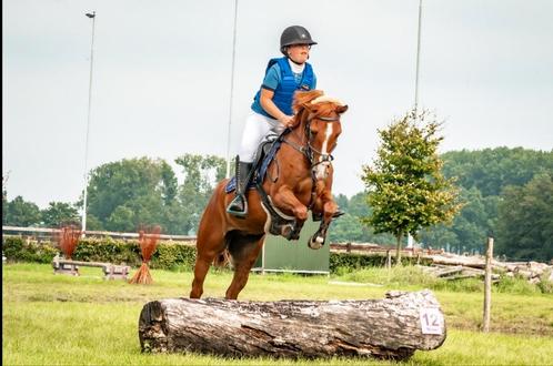 D pony 8 jarige ruin, Dieren en Toebehoren, Pony's, Ruin, B, D pony (1.37m tot 1.48m), Springpony, 7 tot 10 jaar, Met stamboom