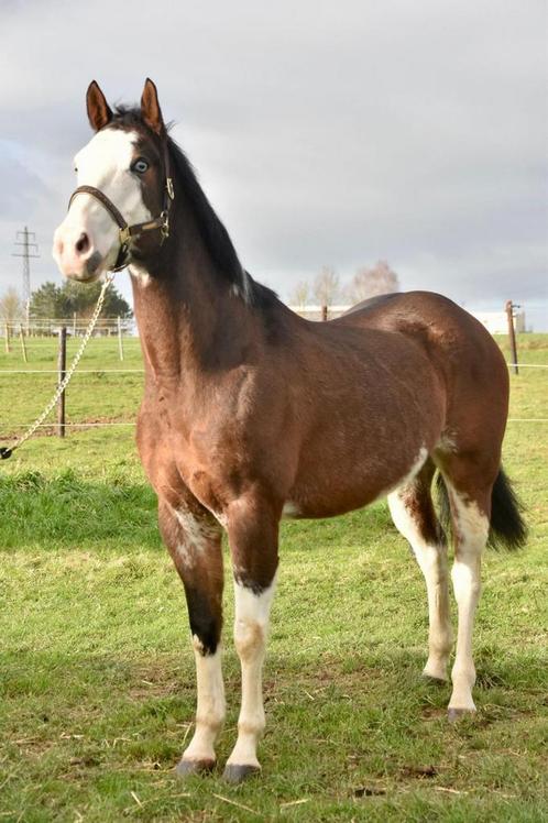 10 jarige ruin zoekt 5 sterren thuis, Dieren en Toebehoren, Pony's, Ruin, B, E pony (1.48m - 1.57m), Recreatiepony, 7 tot 10 jaar