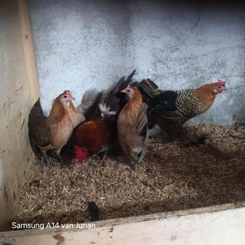 Kriel kippen  beschikbaar voor biedingen