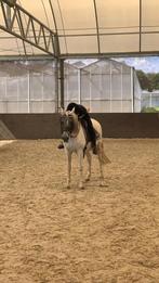 Verzorg paard / pony gezocht, Dieren en Toebehoren, Stalling, 1 paard of pony