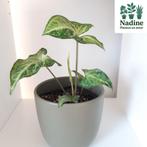 Syngonium arrowhead, Overige soorten, Minder dan 100 cm, Groene kamerplant, Halfschaduw