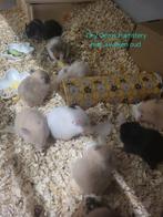 Jonge Syrische hamsters, Dieren en Toebehoren, Hamster, Meerdere dieren, Tam, September