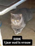 Brits kort haar, Dieren en Toebehoren, Kater