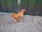 Wyandotte buff columbia haan gratis, Dieren en Toebehoren, Pluimvee, Mannelijk, Kip
