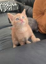 Twee unieke kittens te koop –Oranje & Grijs– Zeldzaam mooi!!, Dieren en Toebehoren, Meerdere dieren