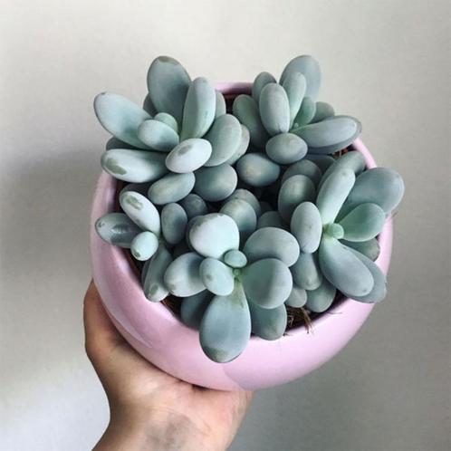 Maansteenplantje, Huis en Inrichting, Kamerplanten, Vetplant, Minder dan 100 cm, Bloeiende kamerplant, Halfschaduw, Ophalen