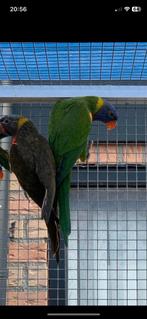 0-1 greygreen lori van de blauwe bergen, Dieren en Toebehoren, Vogels | Parkieten en Papegaaien, Mannelijk, Papegaai, Geringd