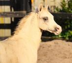 Kwaliteits Welsh sectie A hengstveulen, diverse kleuren, Dieren en Toebehoren, Hengst, 0 tot 2 jaar