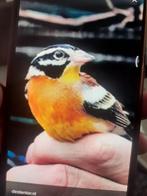 Gezocht koppel Ortolaan, Meerdere dieren, Tropenvogel