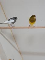 Raza kanaries, div kleuren., Dieren en Toebehoren, Meerdere dieren, Postuurkanarie