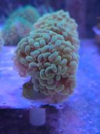 Euphyllia hamer koraal goud stekjes, Dieren en Toebehoren, Vissen | Aquariumvissen, Overige typen, Zoutwatervis