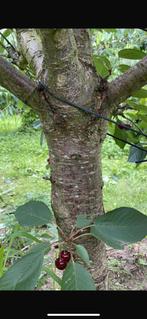 Mooie kersenbomen nu bestellen november vers uit de grond, Tuin en Terras, Planten | Fruitbomen, Ophalen of Verzenden, Lente