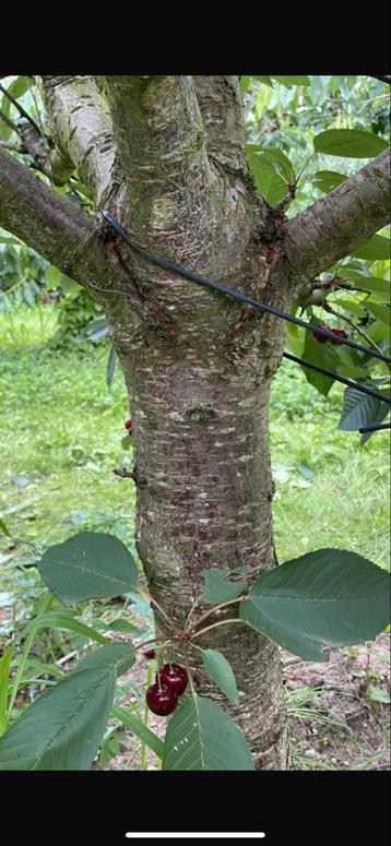 Mooie kersenbomen nu bestellen november vers uit de grond beschikbaar voor biedingen
