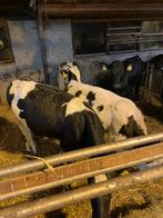 3 zwart witte kalveren 6 maand, Dieren en Toebehoren, Runderen, Meerdere dieren