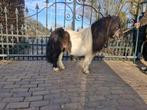 Mini hengstje, Dieren en Toebehoren, Pony's, Meerdere dieren, A pony (tot 1.17m), Gechipt, 0 tot 2 jaar